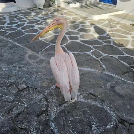 Appartement Can-can *