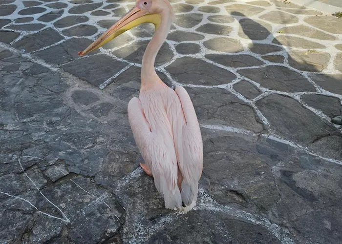 Appartement Can-can *